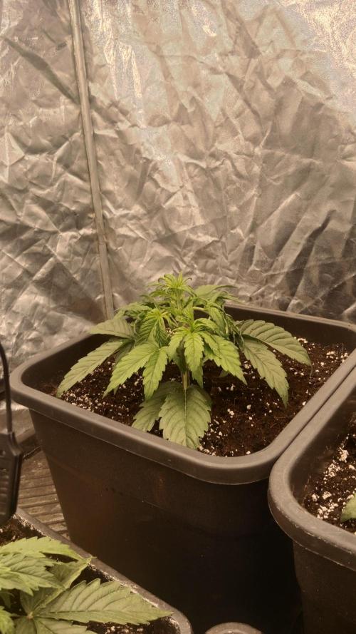 Unreleased champions mix auto fastbuds. Week 4