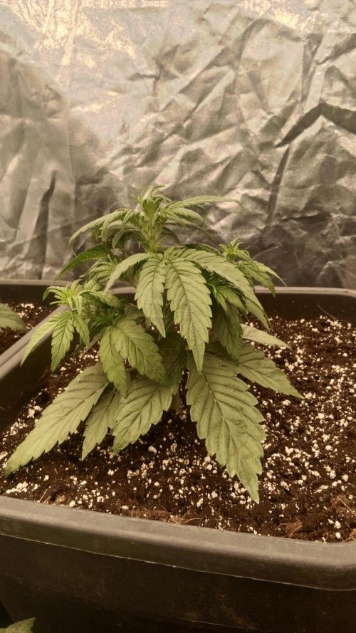 Unreleased champions mix auto fastbuds. Week 4
