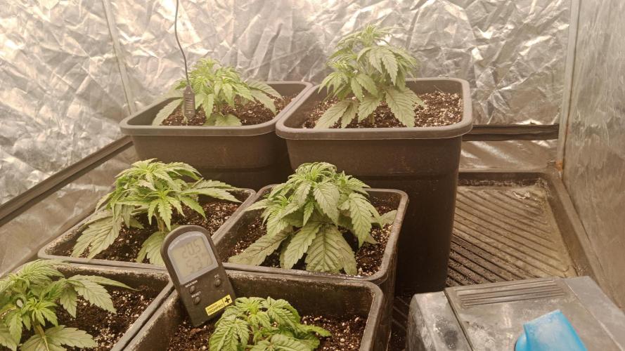 Unreleased champions mix auto fastbuds. Week 4