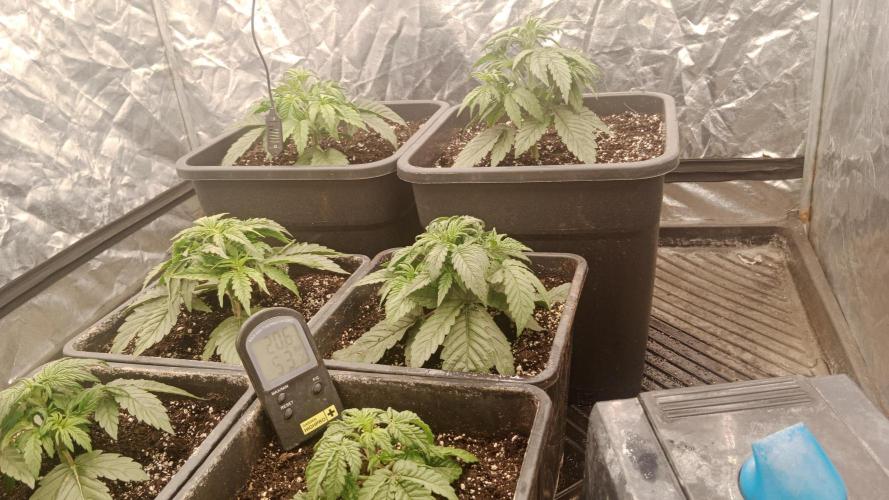 Unreleased champions mix auto fastbuds. Week 4