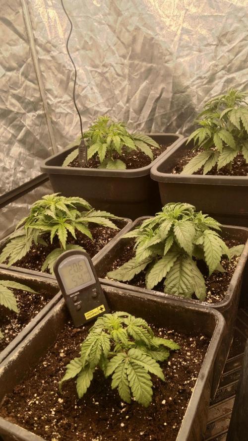 Unreleased champions mix auto fastbuds. Week 4
