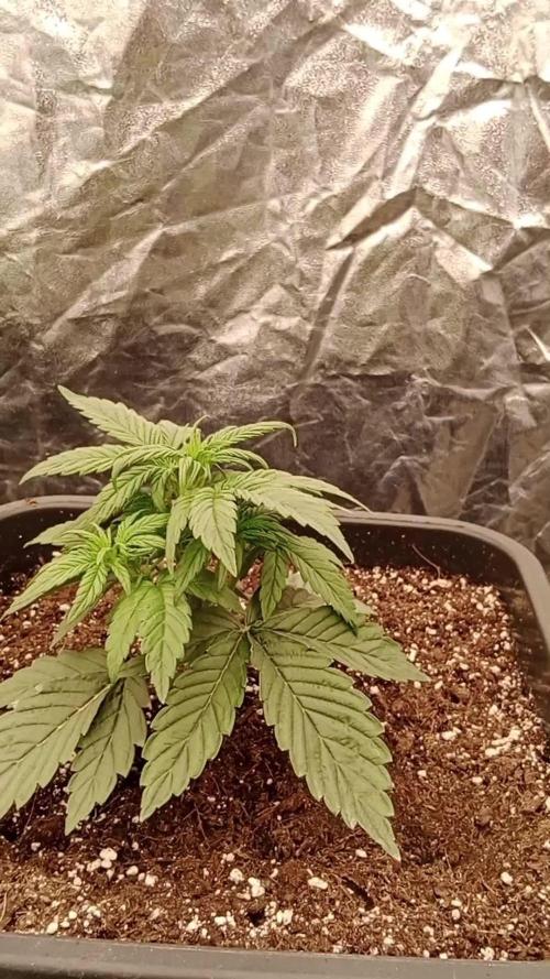Unreleased champions mix auto fastbuds