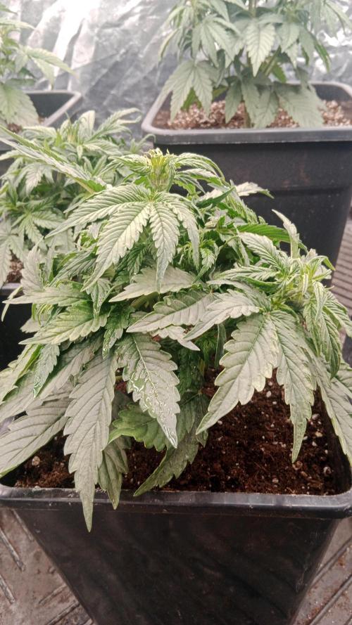 Unreleased champions mix auto fastbuds. Week 5