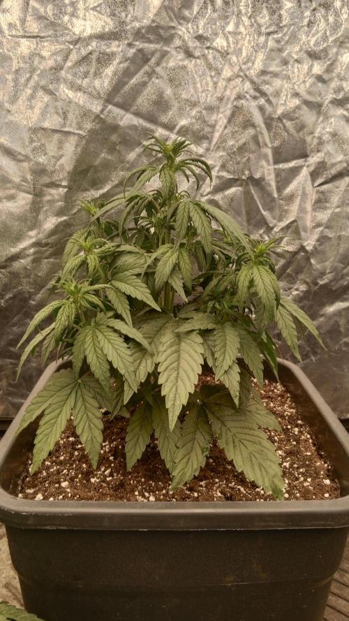 Unreleased champions mix auto fastbuds. Week 5