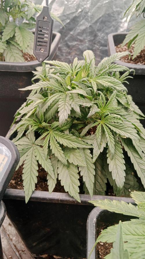 Unreleased champions mix auto fastbuds. Week 5