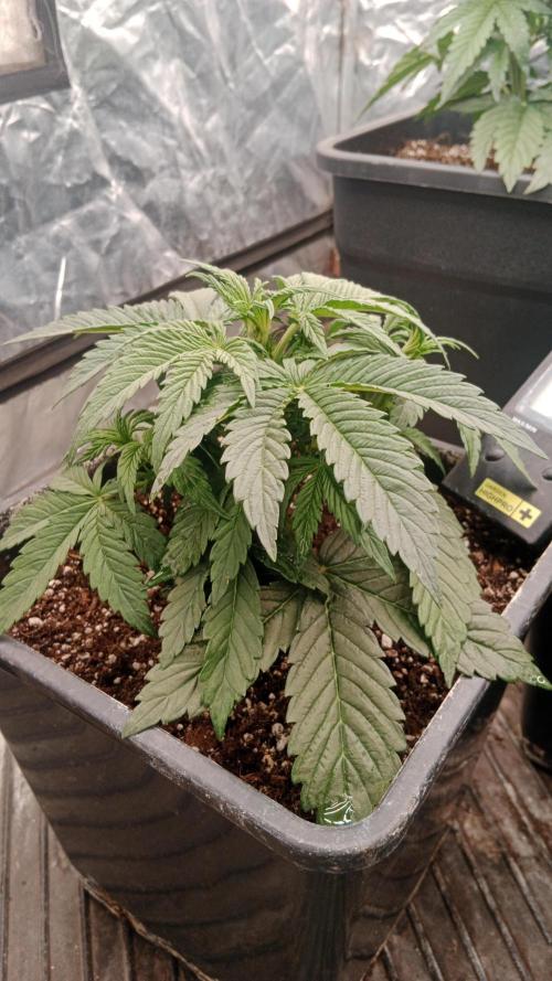 Unreleased champions mix auto fastbuds. Week 5