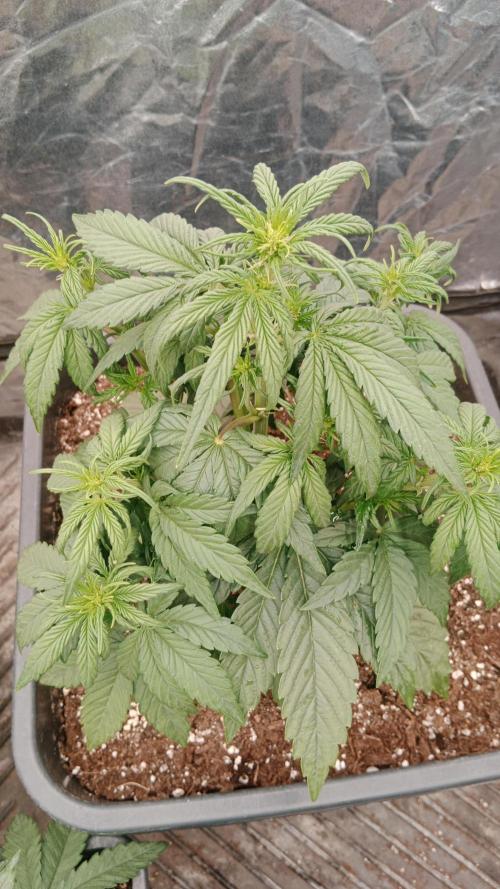 Unreleased champions mix auto fastbuds. Week 5