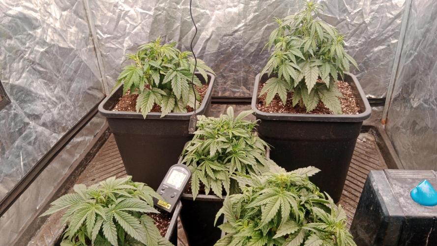 Unreleased champions mix auto fastbuds. Week 5