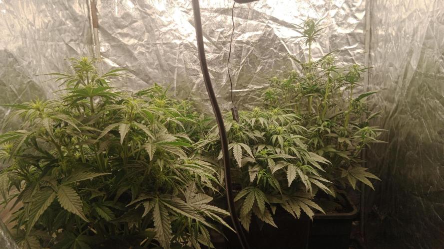 Unreleased champions mix auto fastbuds. Week 6