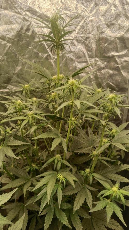 Unreleased champions mix auto fastbuds. Week 6