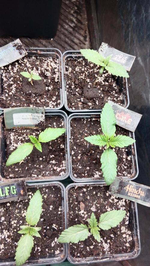 Barney's farm. Week 2