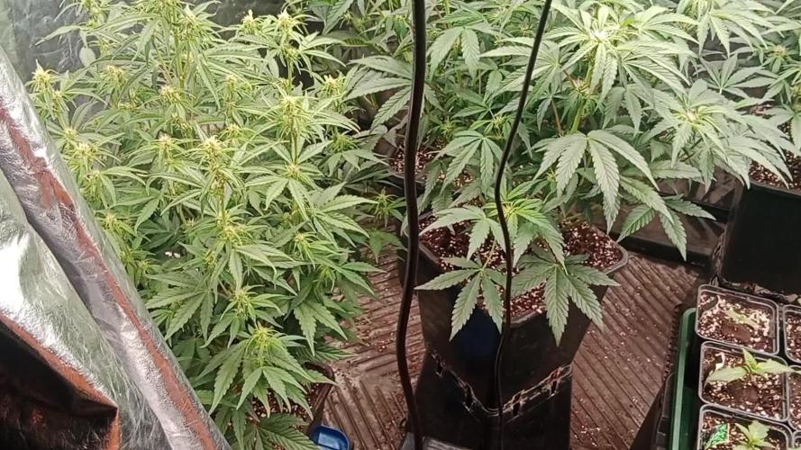 Unreleased champions mix auto fastbuds