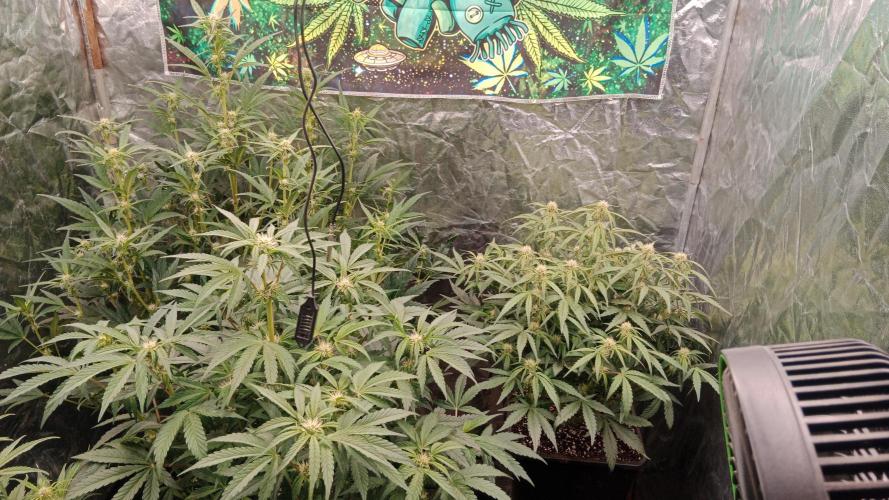Unreleased champions mix auto fastbuds. Week 7
