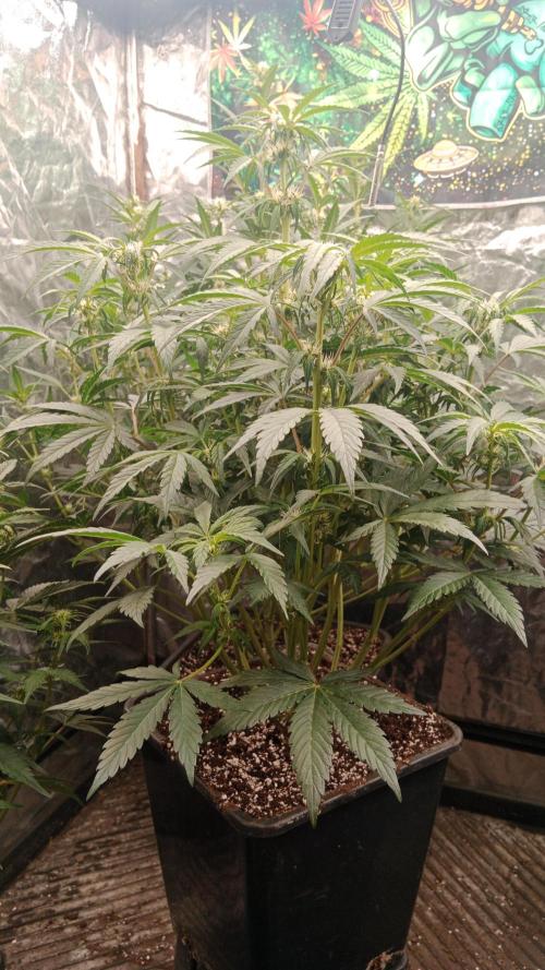 Unreleased champions mix auto fastbuds. Week 7