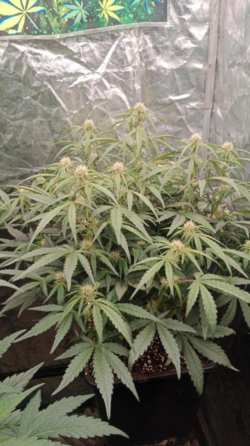 Unreleased champions mix auto fastbuds. Week 7