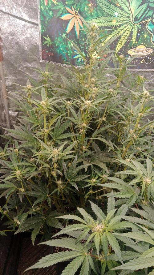 Unreleased champions mix auto fastbuds. Week 7