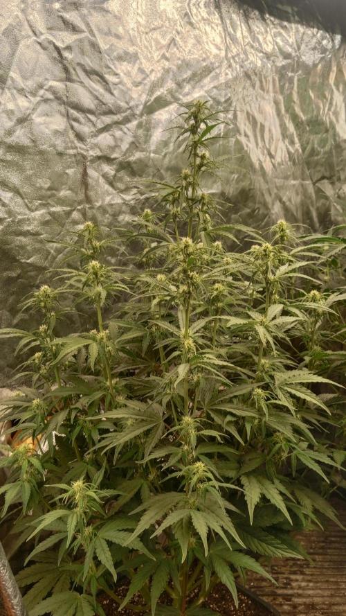 Unreleased champions mix auto fastbuds. Week 7