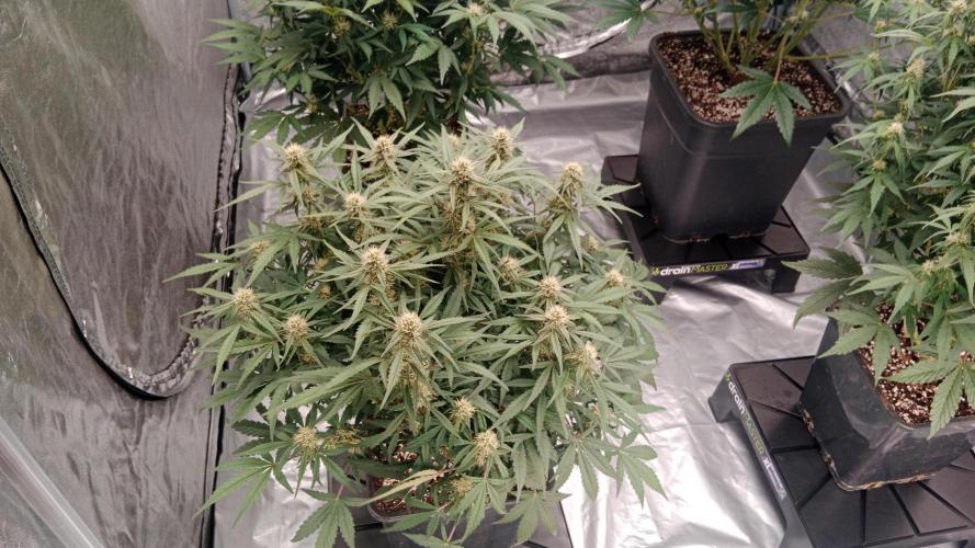 Unreleased champions mix auto fastbuds. Week 8