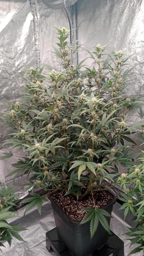 Unreleased champions mix auto fastbuds. Week 8