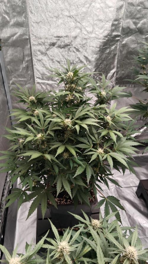 Unreleased champions mix auto fastbuds. Week 8