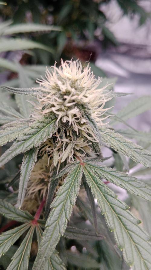 Unreleased champions mix auto fastbuds. Week 8
