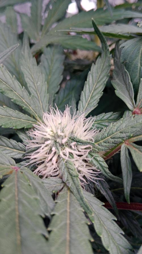 Unreleased champions mix auto fastbuds. Week 8