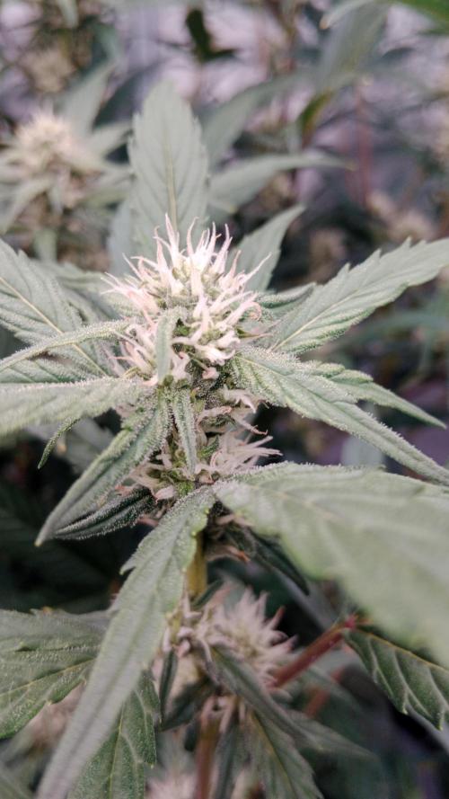 Unreleased champions mix auto fastbuds. Week 8