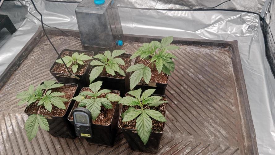Barney's farm. Week 3