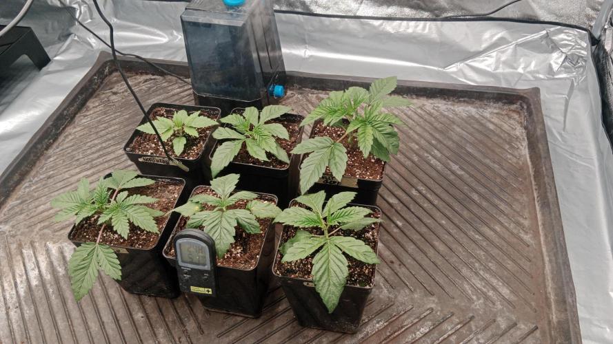 Barney's farm. Week 3