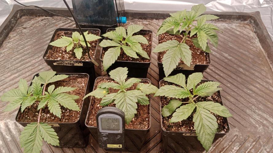 Barney's farm. Week 3
