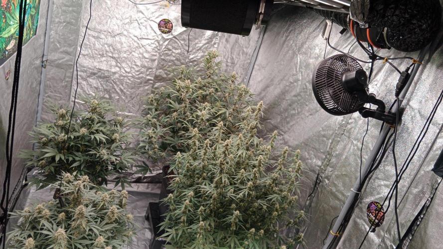 Unreleased champions mix auto fastbuds. Week 9