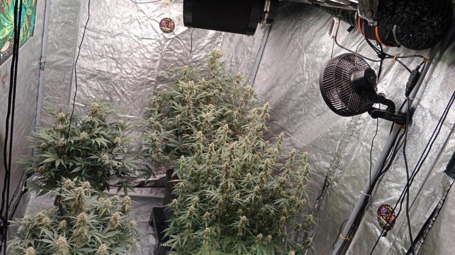 Unreleased champions mix auto fastbuds. Week 9