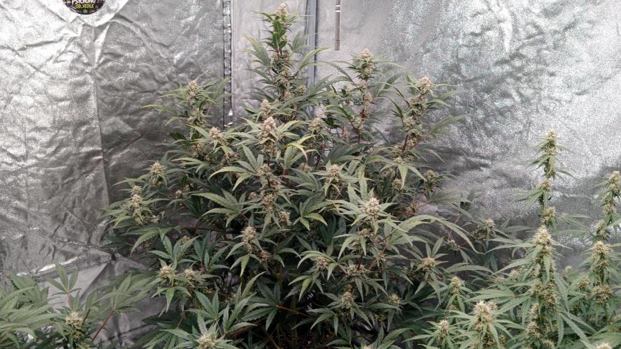 Unreleased champions mix auto fastbuds. Week 9