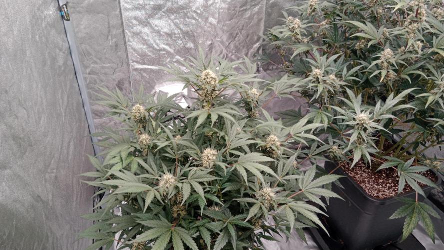 Unreleased champions mix auto fastbuds. Week 9