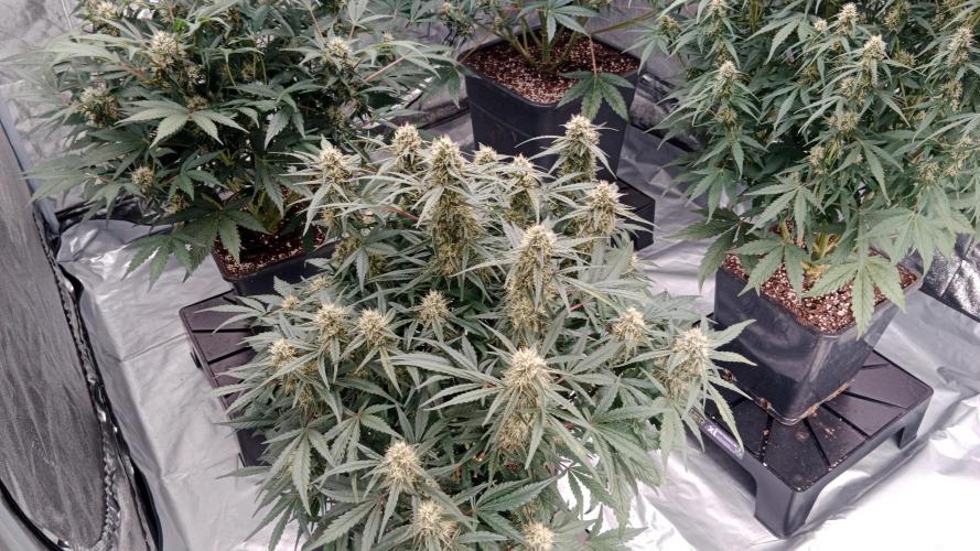 Unreleased champions mix auto fastbuds. Week 9
