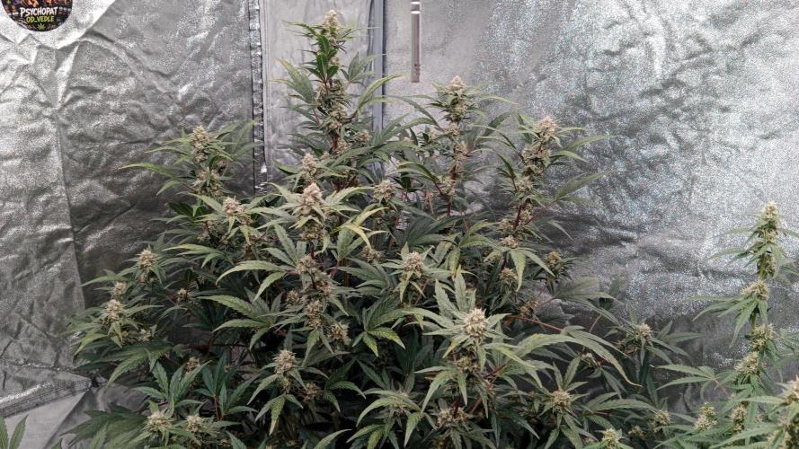 Unreleased champions mix auto fastbuds. Week 9