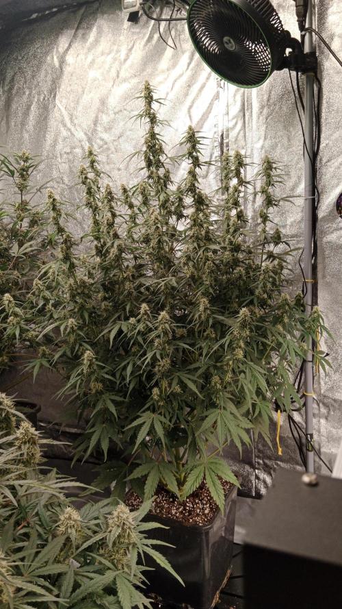 Unreleased champions mix auto fastbuds. Week 9