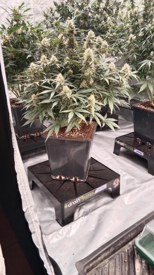 Unreleased champions mix auto fastbuds. Week 9