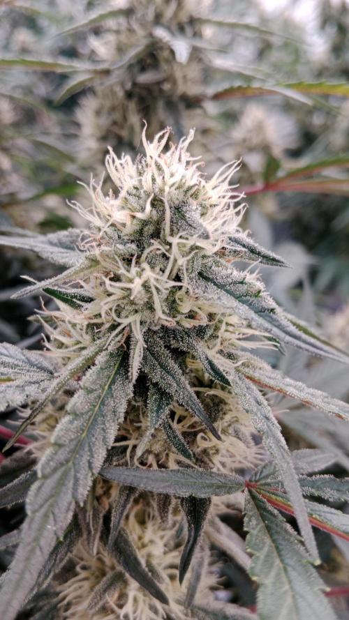 Unreleased champions mix auto fastbuds. Week 9