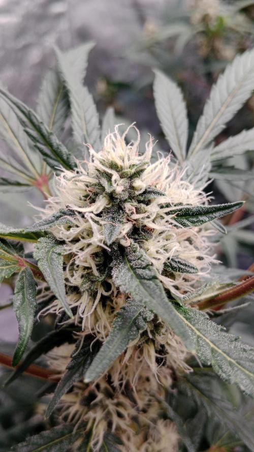 Unreleased champions mix auto fastbuds. Week 9