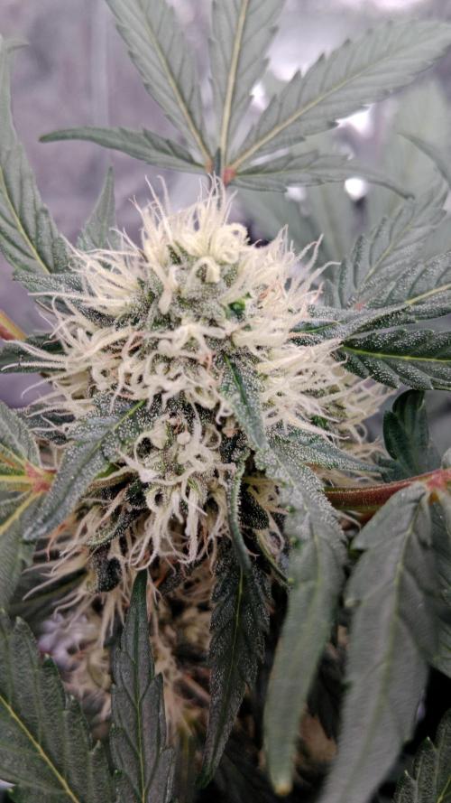 Unreleased champions mix auto fastbuds. Week 9