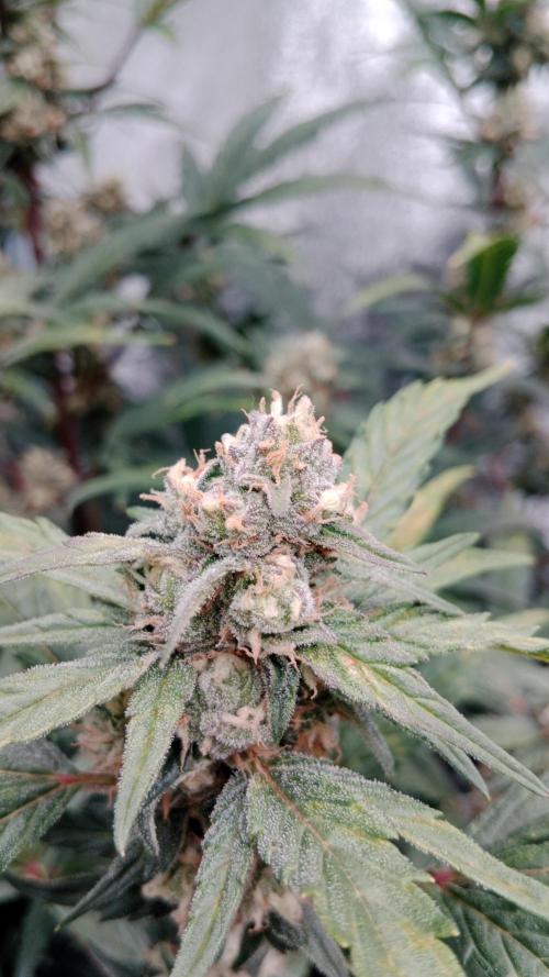 Unreleased champions mix auto fastbuds. Week 9