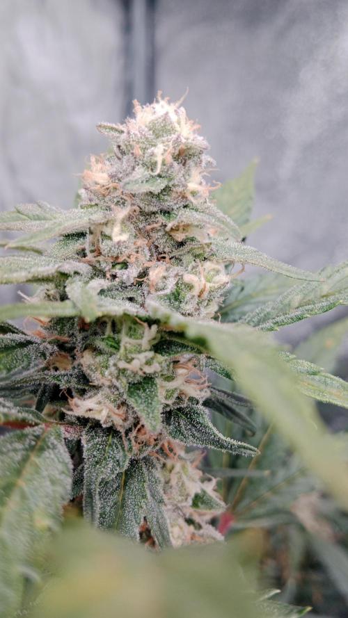 Unreleased champions mix auto fastbuds. Week 9