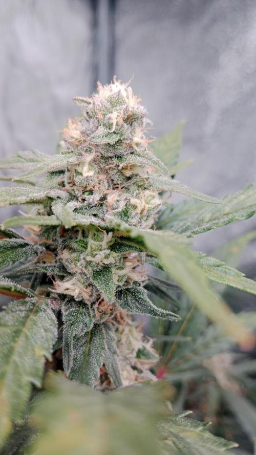 Unreleased champions mix auto fastbuds. Week 9