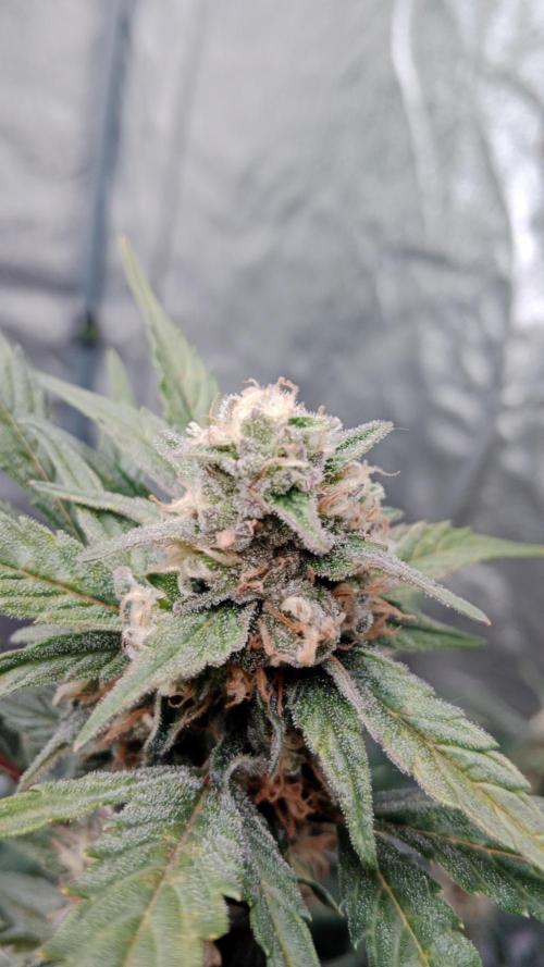 Unreleased champions mix auto fastbuds. Week 9