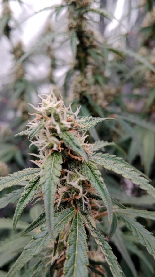 Unreleased champions mix auto fastbuds. Week 9