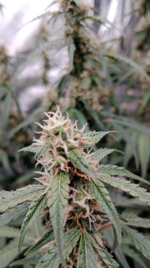 Unreleased champions mix auto fastbuds. Week 9