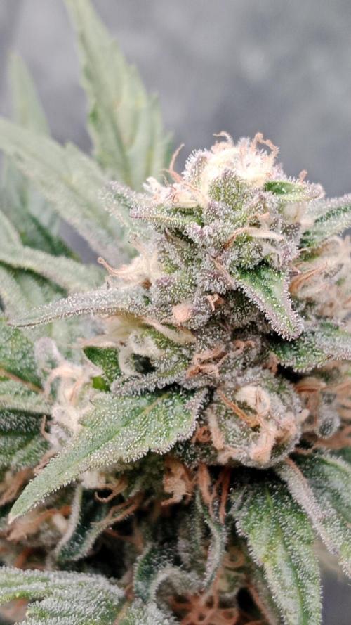 Unreleased champions mix auto fastbuds. Week 9