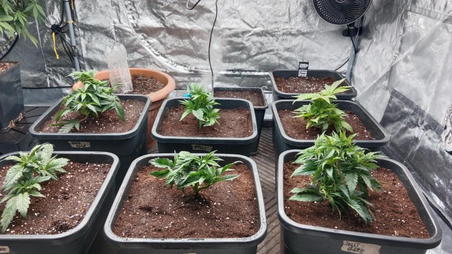 Barney's farm. Week 5