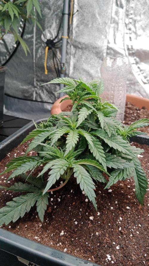 Barney's farm. Week 5